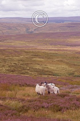 Grouse Moor 2 DMO295